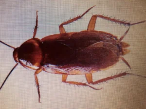 Excellent Pest Control – Bed Bugs, Rodents & Cockroaches photo 5