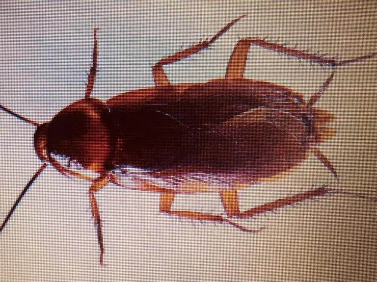 Pestexterminator