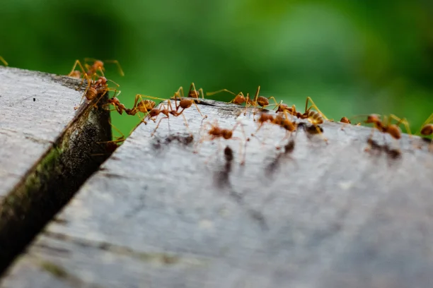 Ant Control