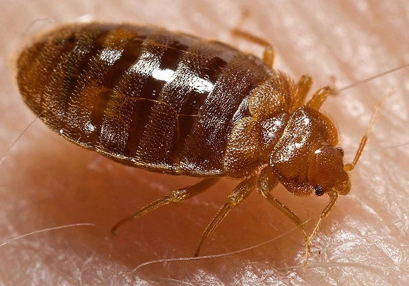 bed bug images pictures