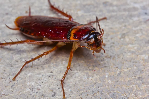 Cockroach removal in Brampton