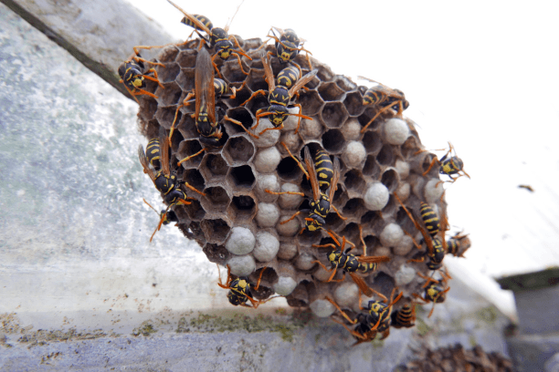 Wasp Removal Brampton