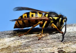 Wasp Removal