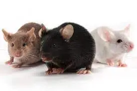 Mice control Brampton