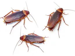 Cockroach removal services In Caledon