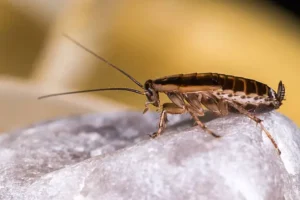 cockroach removal brampton