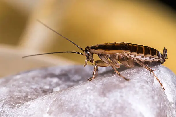 Cockroaches 2 Cockroch removal brampton