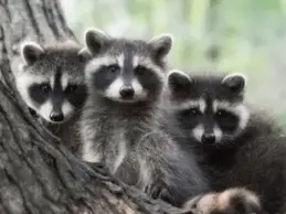 Raccoon removal Caledon