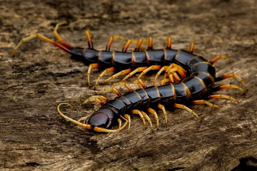 Centipede removal