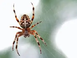 Spider Removal